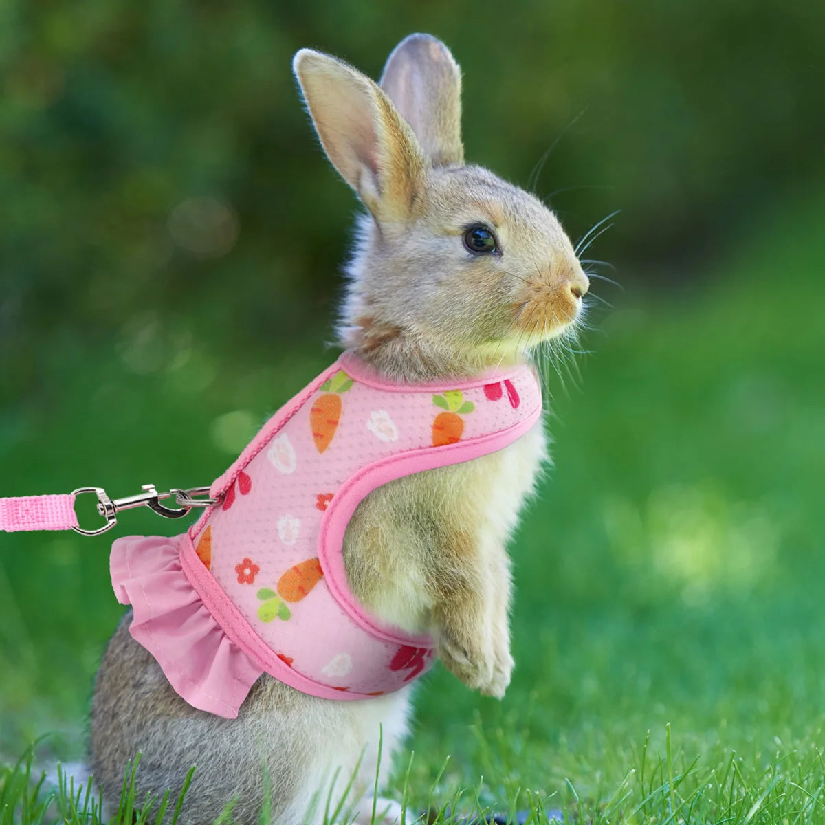 rabbit collar